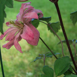 Location: Belmont garden
Date: 2012-0523
First bloom of the season.
