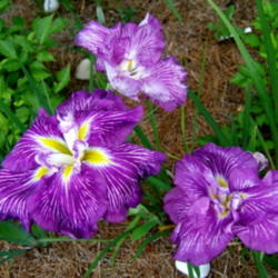 Location: Southwest JI garden
Date: 2010-0620
Big, beautiful blooms!