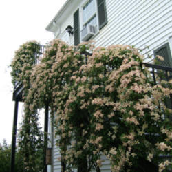 Location: Wellfleet, Cape Cod
Date: 2012-0610
When I spotted this huge clematis I was amazed at how beautiful i