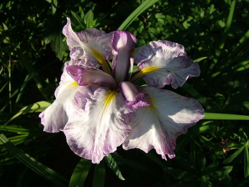 Photo of Japanese Iris (Iris ensata 'Greywoods Social Butterfly') uploaded by pirl