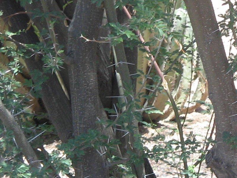 Photo of Sweet Acacia (Vachellia farnesiana) uploaded by robertduval14