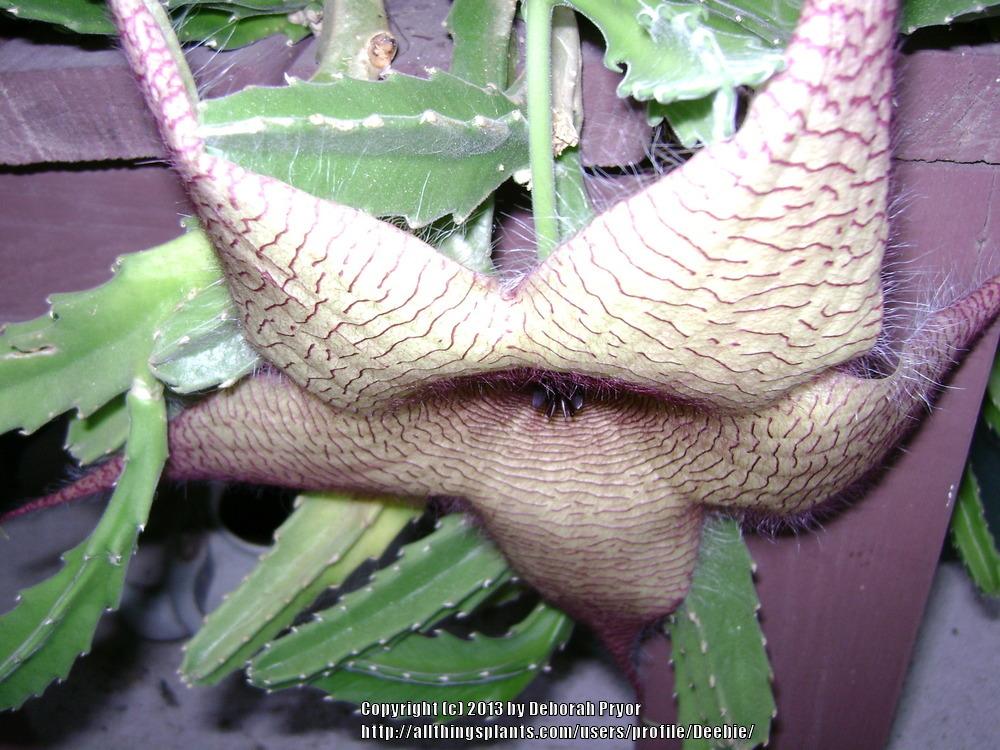 Photo of Starfish Plant (Ceropegia gigantea) uploaded by Deebie