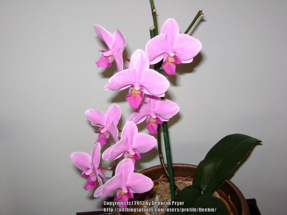 Photo of Moth Orchid (Phalaenopsis) uploaded by Deebie