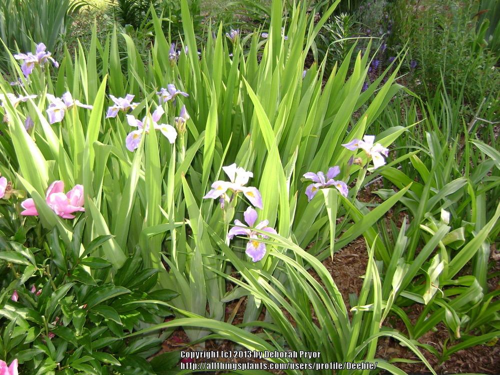 Photo of Species Iris (Iris virginica) uploaded by Deebie