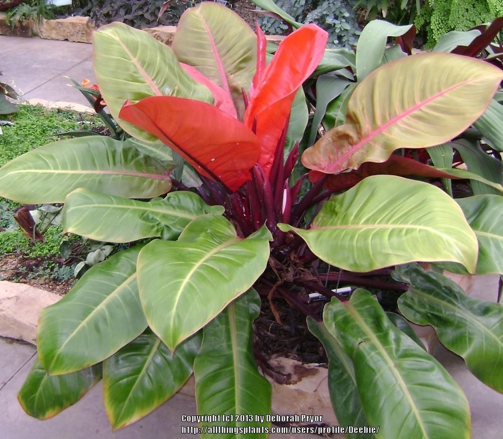 Photo of Philodendron 'Prince of Orange' uploaded by Deebie