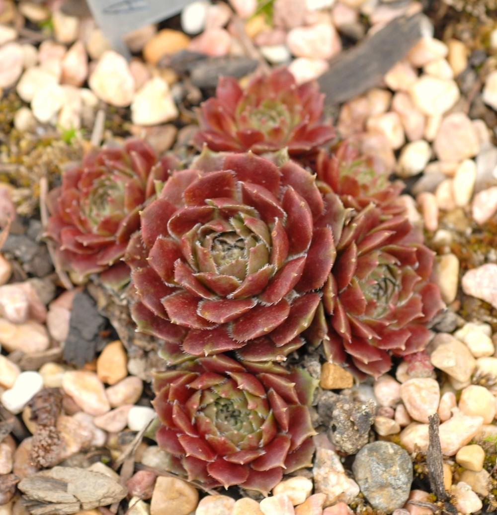 Photo of Hen and Chick (Sempervivum 'Rosebud') uploaded by JungleShadows