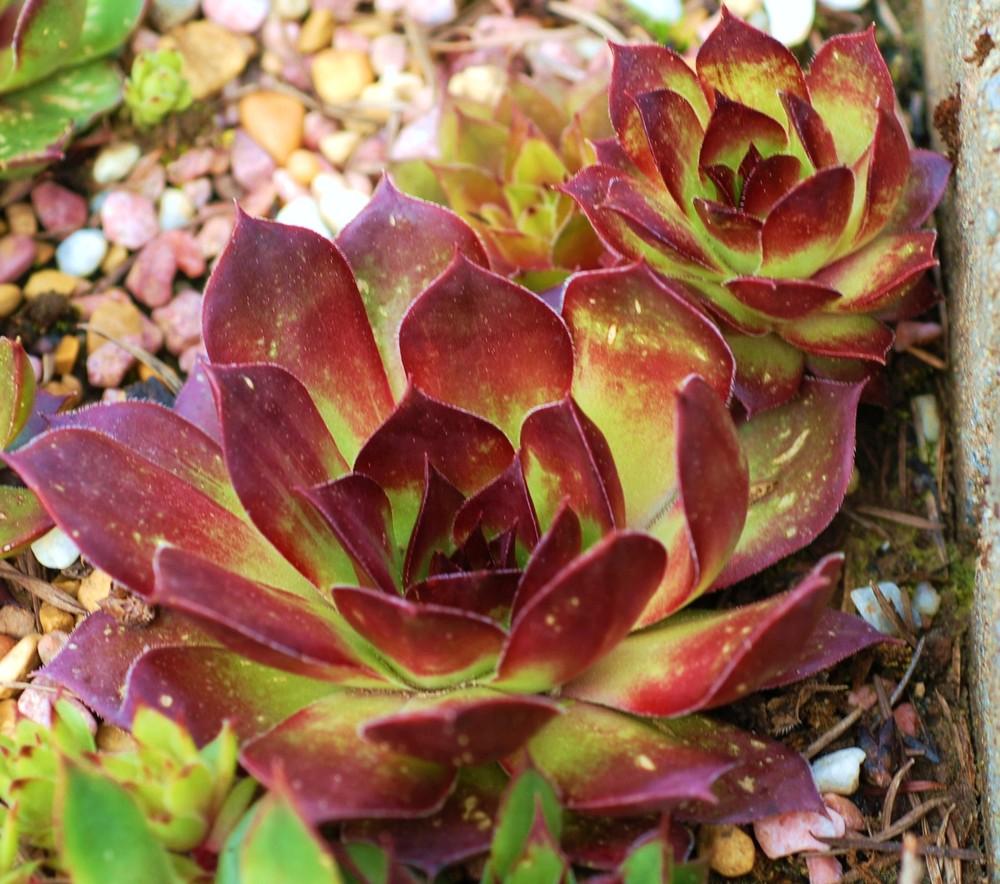 Photo of Hen and Chick (Sempervivum 'Roasted Chestnut') uploaded by JungleShadows
