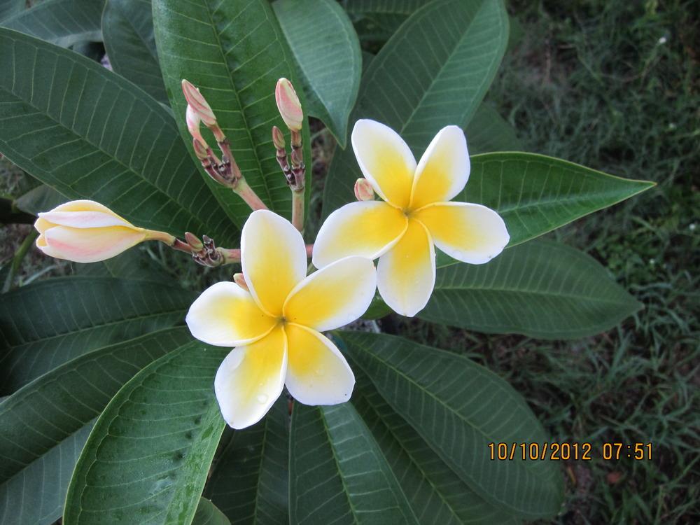 Photo of Plumeria (Plumeria rubra 'Celadine') uploaded by Minderella83
