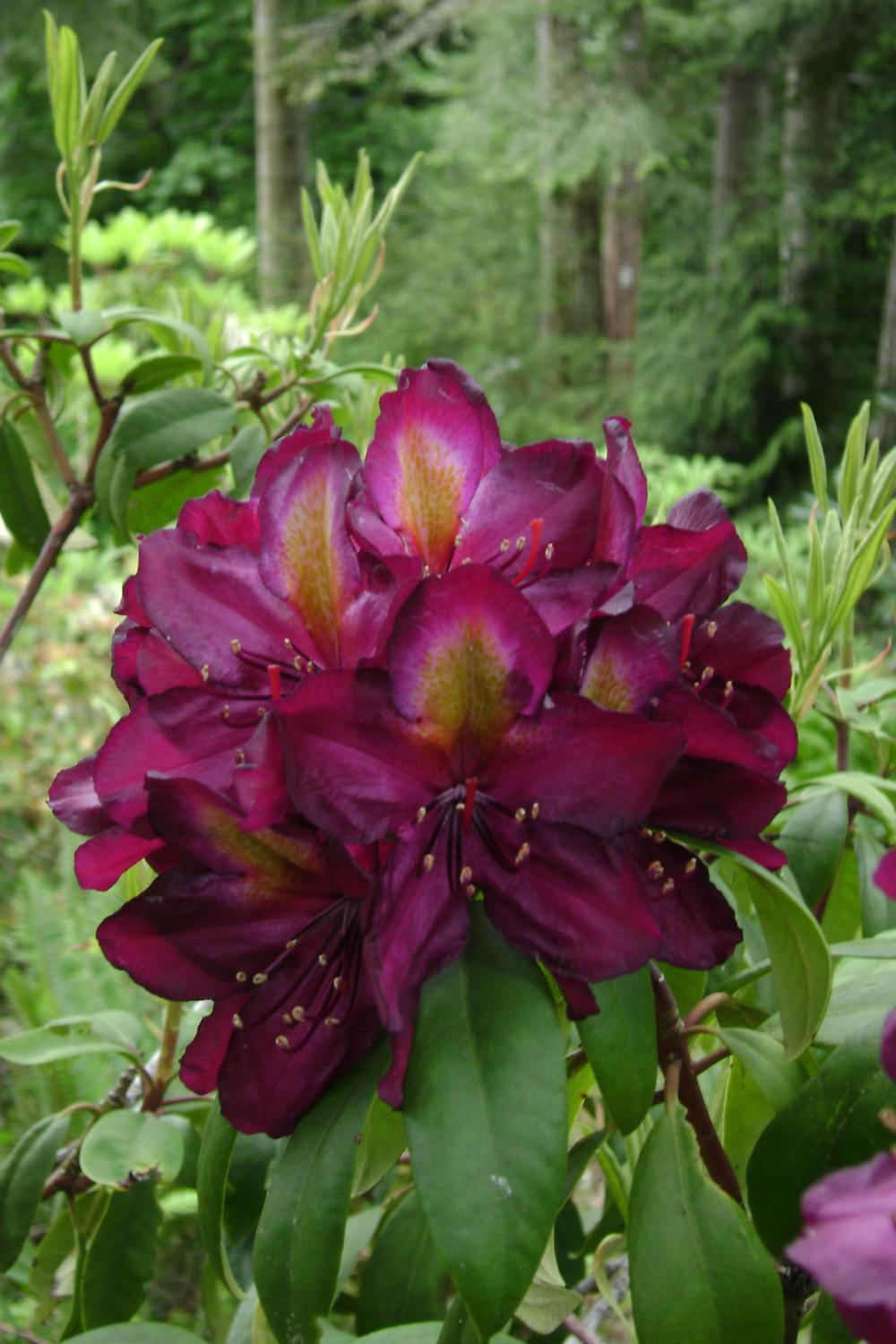 Photo of Rhododendron 'Frank Galsworthy' uploaded by RCanada