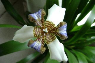 Photo of Walking Iris (Trimezia gracilis) uploaded by RCanada
