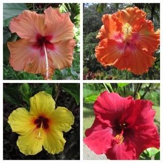 Photo of Hibiscus uploaded by RCanada