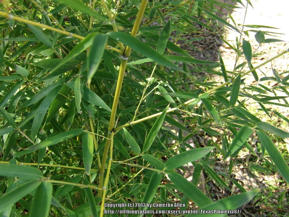 Photo of Snow Bamboo (Phyllostachys nuda) uploaded by TexasPlumeria87