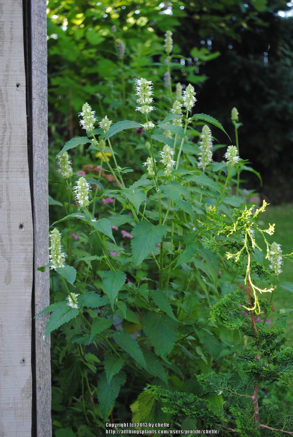 Photo of White Giant Hyssop (Agastache micrantha) uploaded by chelle