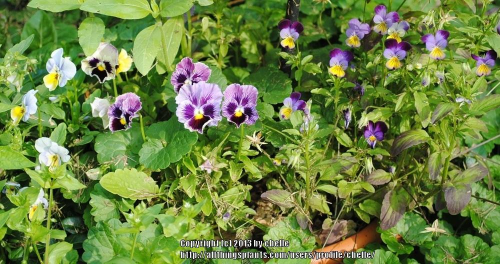 Photo of Violas (Viola) uploaded by chelle
