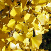 I planted this tree in Spring 2012.  Its bright yellow fall color