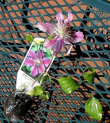 Photo of Clematis 'Dr. Ruppel' uploaded by pirl