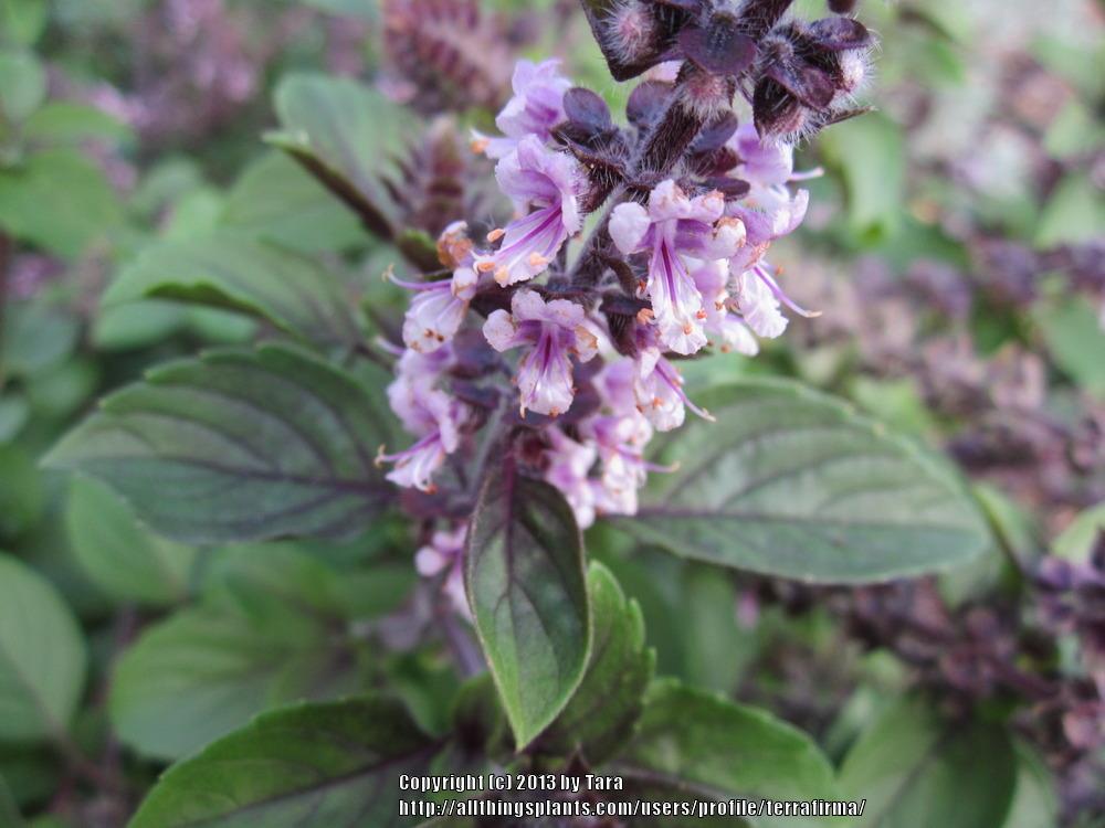 Photo of African Blue Basil (Ocimum 'African Blue') uploaded by terrafirma
