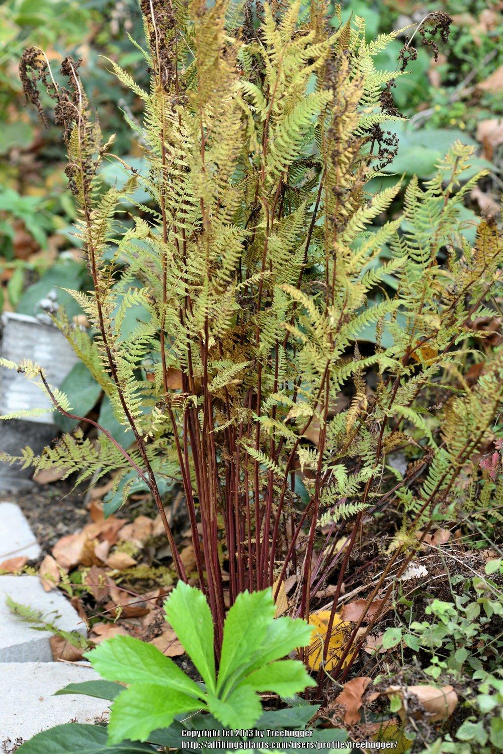 Photo of Red Lady Fern (Athyrium angustum 'Lady in Red') uploaded by treehugger