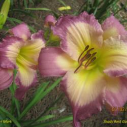 Location: Shady Rest Gardens  Cartersville, GA.
Date: 7-2-13
First year blooms in our garden