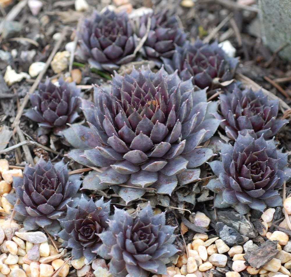 Photo of Hen and Chick (Sempervivum 'Polly Bishop') uploaded by JungleShadows