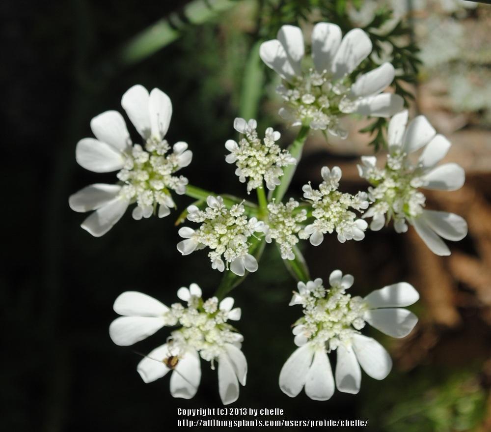 Photo of White Lace Flower (Orlaya grandiflora) uploaded by chelle