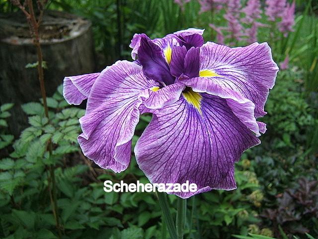Photo of Japanese Iris (Iris ensata 'Scheherazade') uploaded by pirl