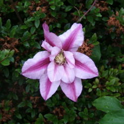 Location: Rose garden
Date: 2012-0522
First bloom.