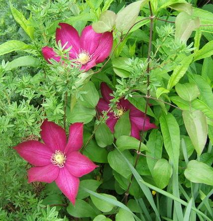 Photo of Clematis Bourbon™ uploaded by pirl