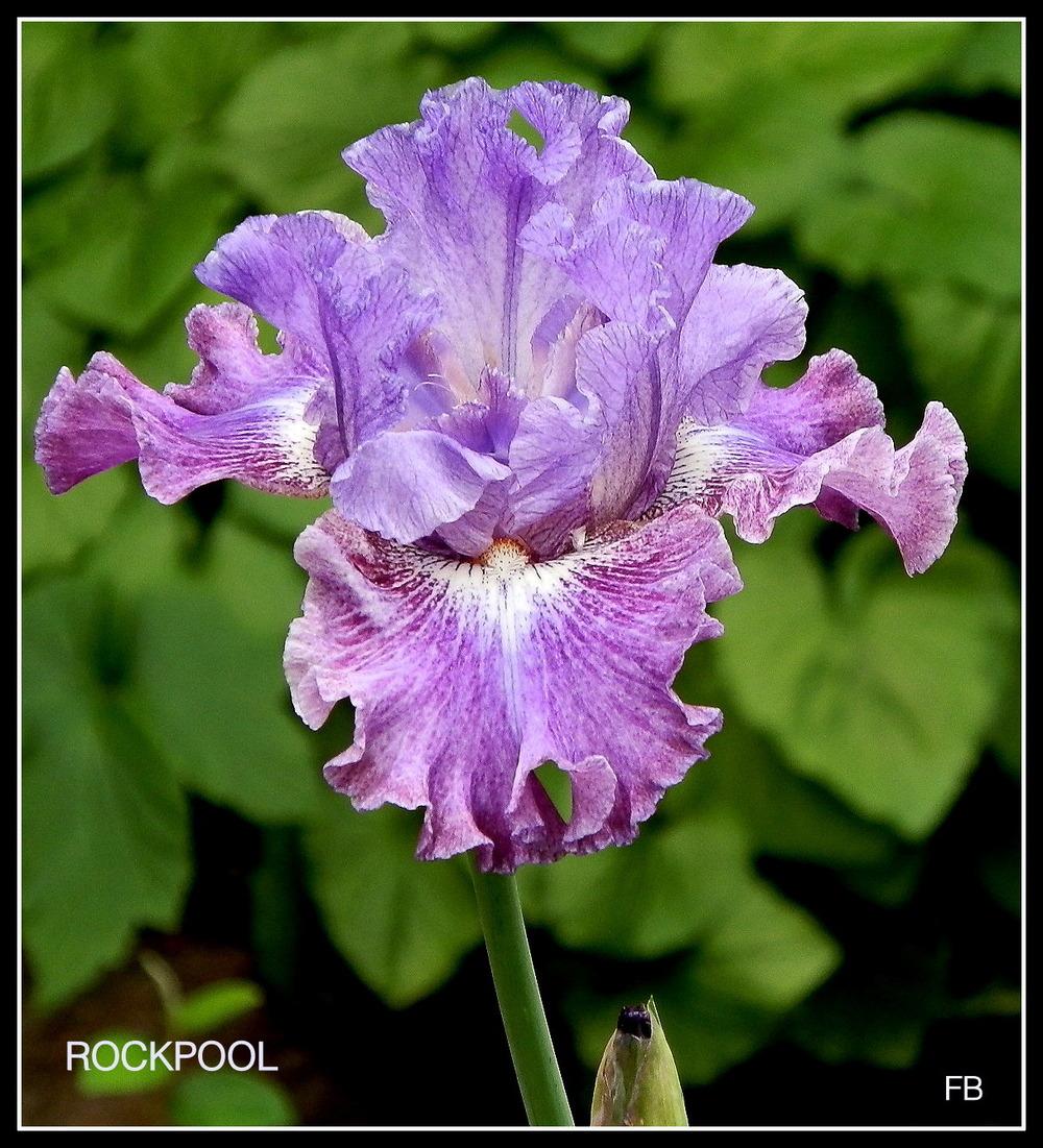 Photo of Tall Bearded Iris (Iris 'Rock Pool') uploaded by Orchid40
