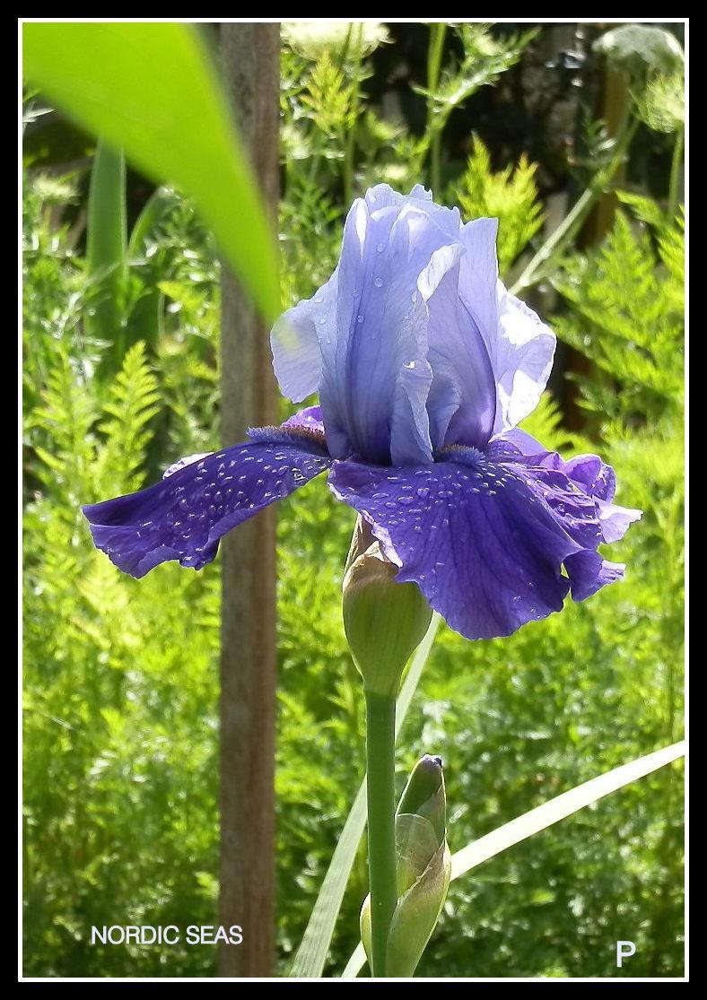 Photo of Tall Bearded Iris (Iris 'Nordic Seas') uploaded by Orchid40