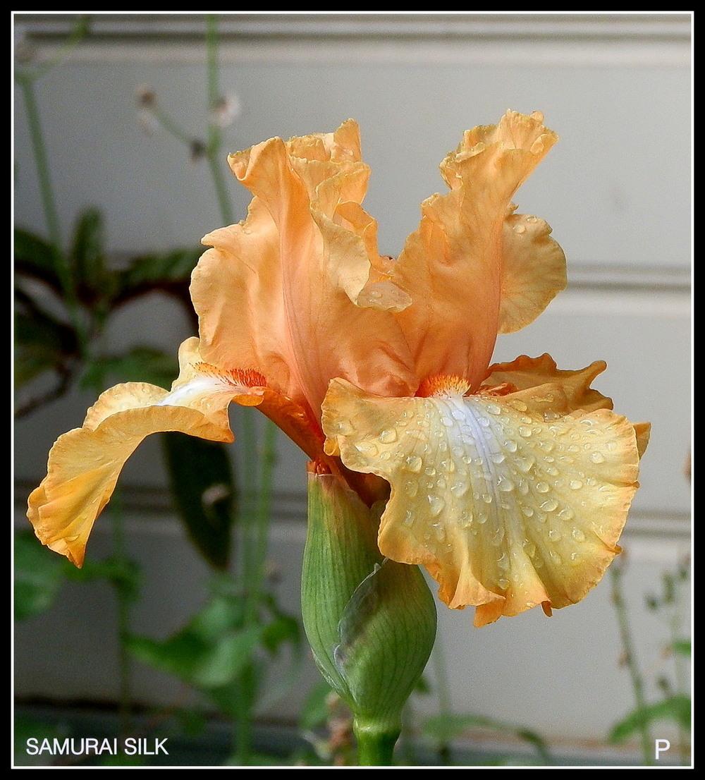 Photo of Tall Bearded Iris (Iris 'Samurai Silk') uploaded by Orchid40