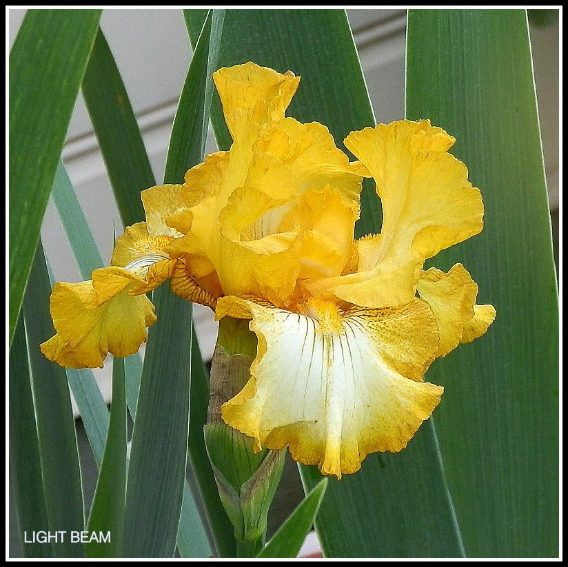 Photo of Tall Bearded Iris (Iris 'Light Beam') uploaded by Orchid40