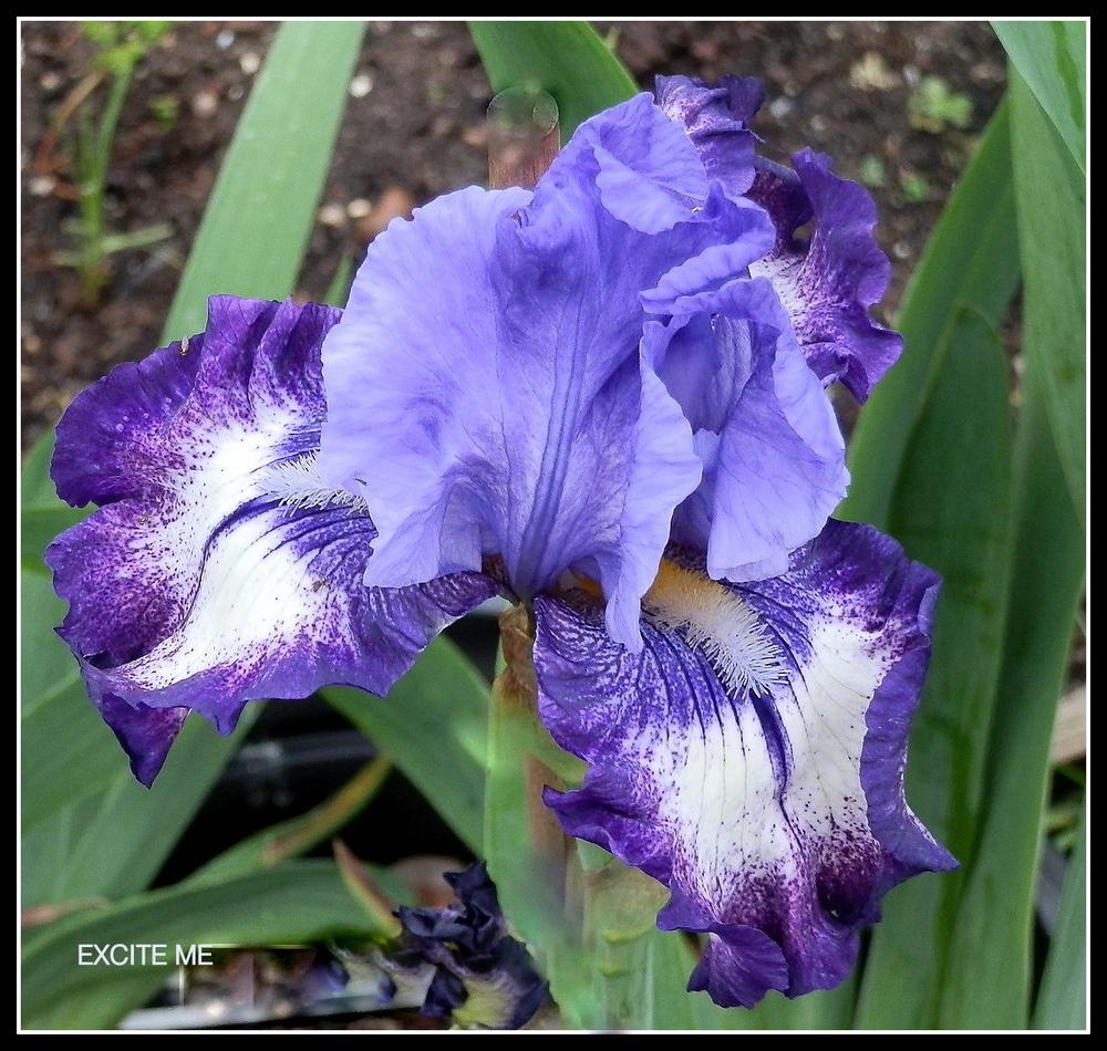 Photo of Tall Bearded Iris (Iris 'Excite Me') uploaded by Orchid40