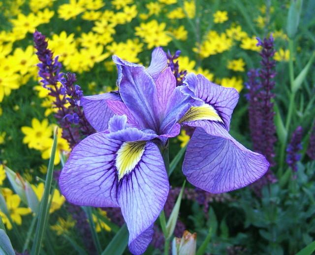Photo of Species X Iris (Iris 'Shiryukyo') uploaded by pirl
