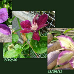 Location: collage
Date: various
Variations in blooms from one plant.