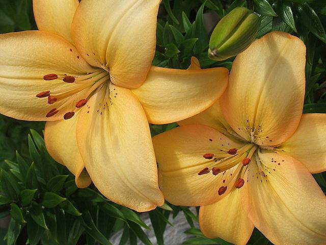 Photo of Lily (Lilium 'Ginza') uploaded by pirl