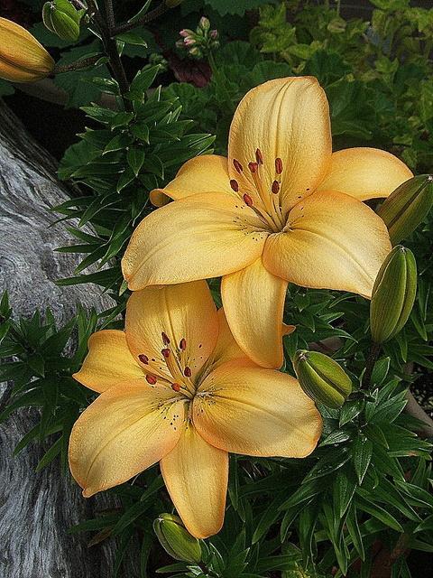 Photo of Lily (Lilium 'Ginza') uploaded by pirl