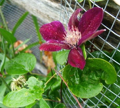 Photo of Clematis 'Reiman' uploaded by pirl