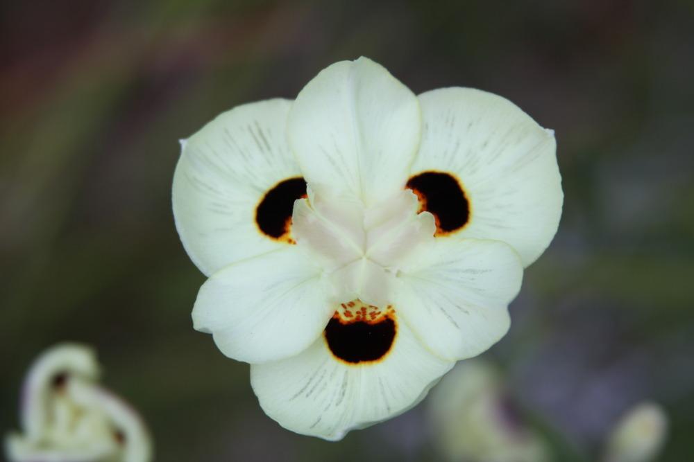 Photo of African Iris (Dietes bicolor) uploaded by rocklady