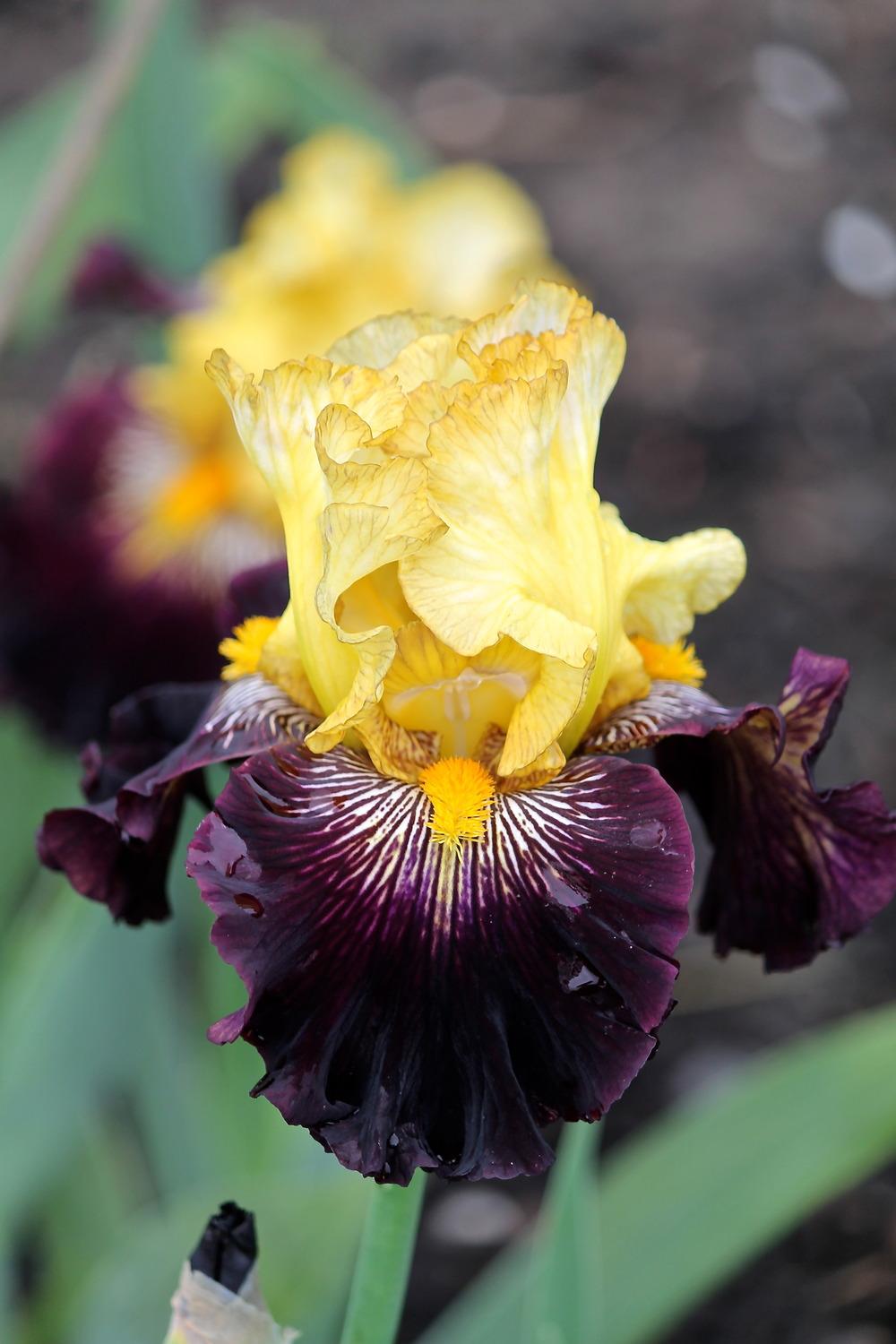 Photo of Tall Bearded Iris (Iris 'Reckless Abandon') uploaded by ARUBA1334