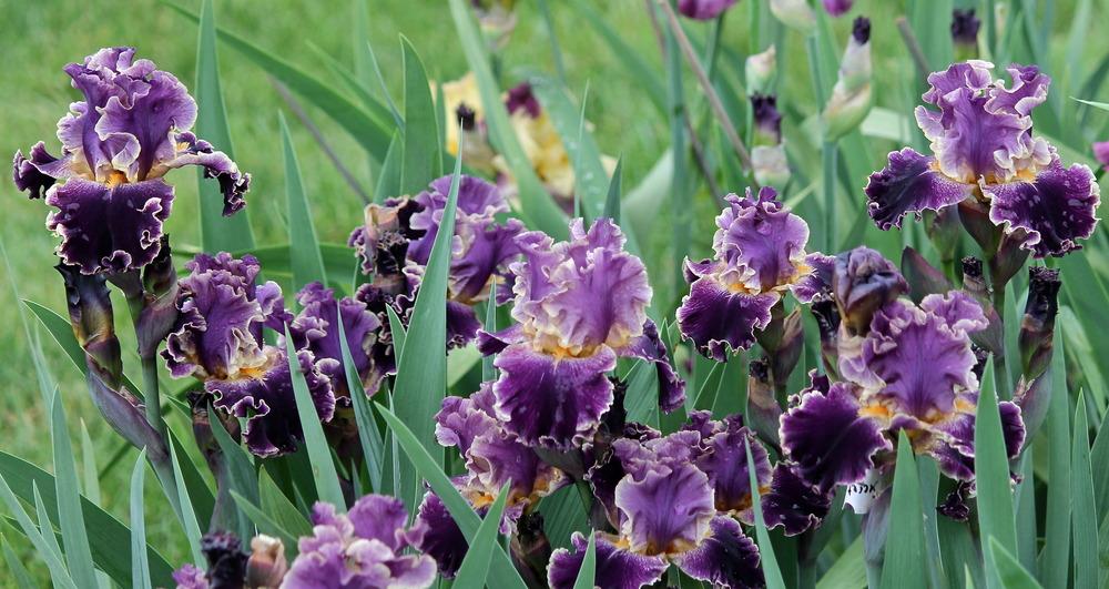 Photo of Tall Bearded Iris (Iris 'Secret Recipe') uploaded by ARUBA1334