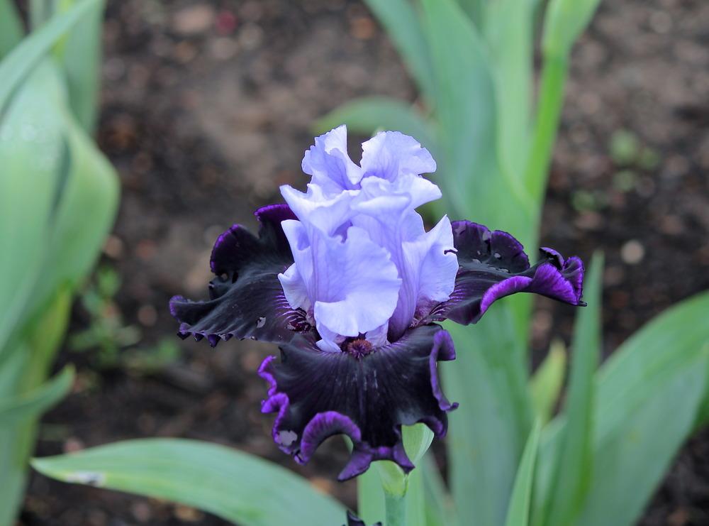 Photo of Tall Bearded Iris (Iris 'Wicked Good') uploaded by ARUBA1334