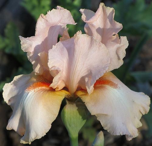 Photo of Tall Bearded Iris (Iris 'Be Mine') uploaded by Bloombuddie
