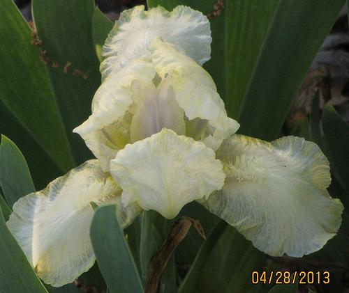 Photo of Standard Dwarf Bearded Iris (Iris 'April Angel') uploaded by Bloombuddie