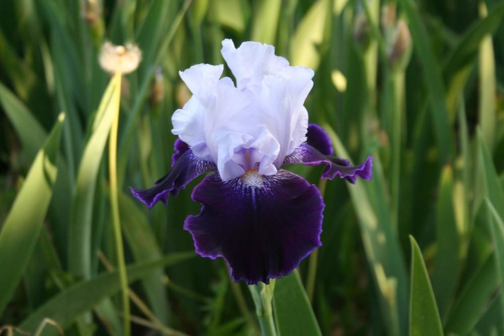 Photo of Tall Bearded Iris (Iris 'High Class') uploaded by KentPfeiffer
