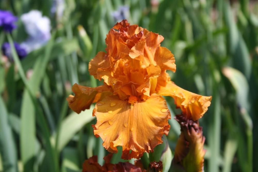 Photo of Tall Bearded Iris (Iris 'Golden Panther') uploaded by KentPfeiffer