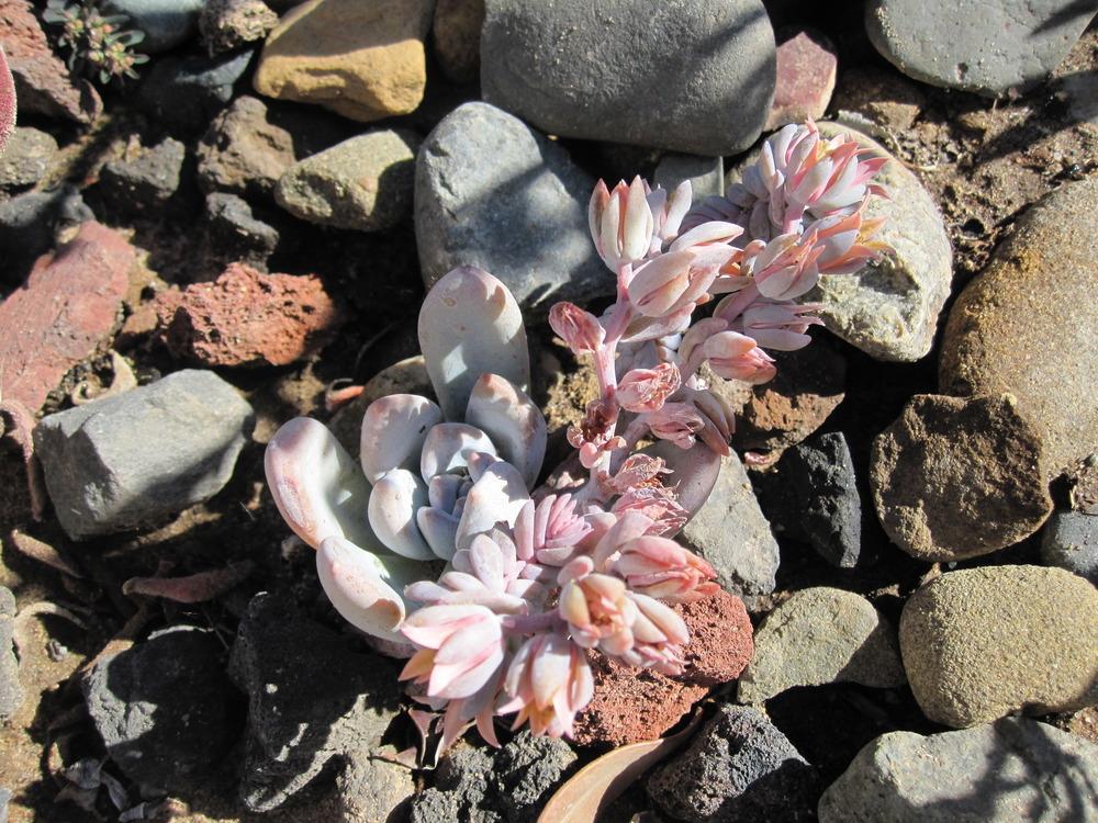 Photo of Pachyveria (XPachyveria 'Powder Puff') uploaded by MagerRooRHammer
