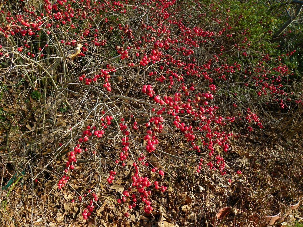 Photo of Winterberry Holly (Ilex verticillata 'Red Sprite') uploaded by Newyorkrita