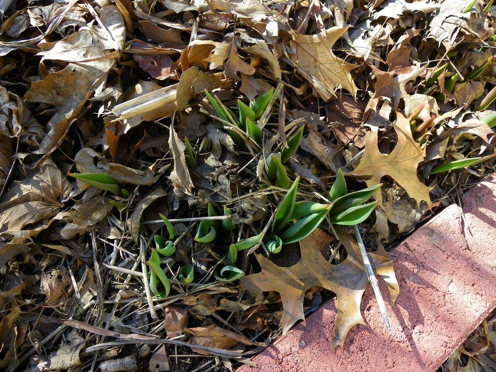 Photo of Darwin Hybrid Tulip (Tulipa 'Beauty of Apeldoorn') uploaded by Newyorkrita