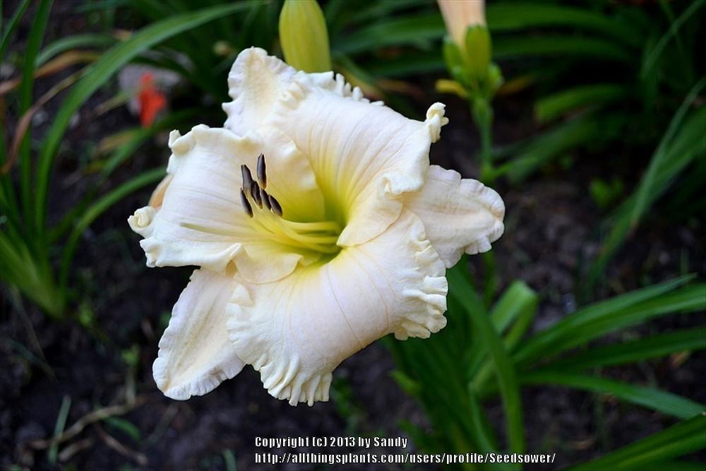 Photo of Daylily (Hemerocallis 'Elma Tipton') uploaded by Seedsower